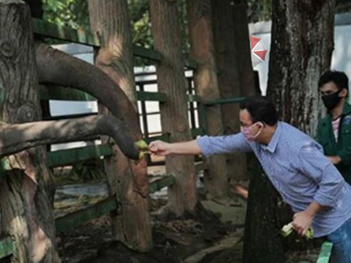 dediapmin's tweet photo. Ragunan Zoo mungkin bagian kerjasama Anies dan Umbrella Corp. Bagian bawahnya terhubung Lab Anies yang canggih itu. Foto amatir ini hanya soft saja, yang serem foto2 hewan hasil ujicoba. Hati2 saja kalo ada anjing atau gagak bermata merah darah di dekat rumahmu. #TapiPaleka https://t.co/2ViyZCLKBq