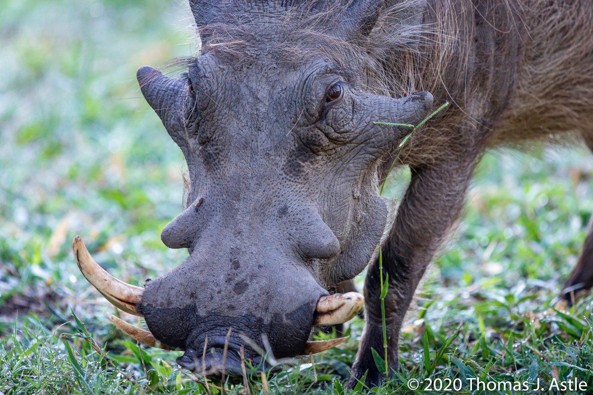 Here is your Wednesday Warthog