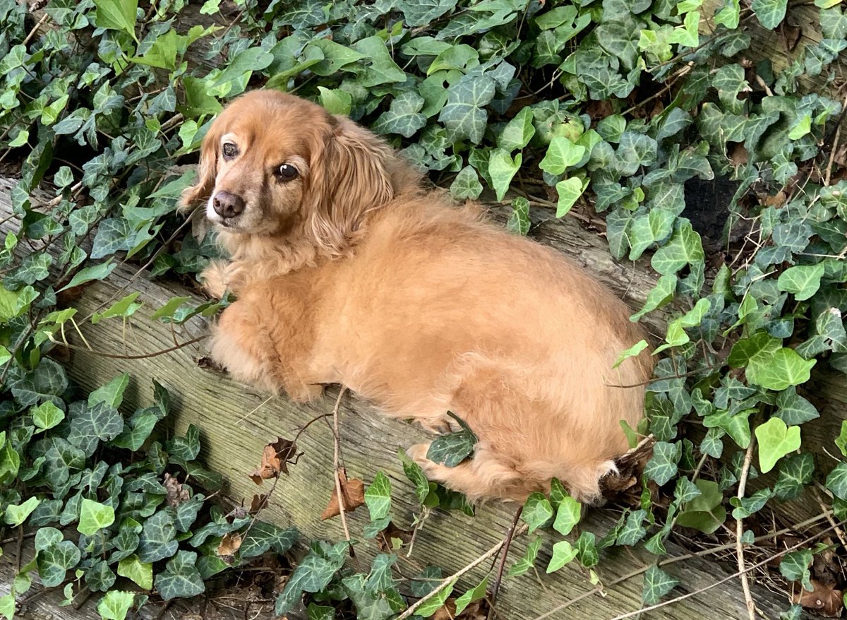 skerdepot's tweet image. Kasey would have been 14 today. Miss you pal. #mu2b