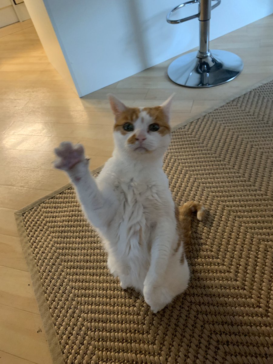 BionicBasil's tweet photo. @cathound7 @3phibotticelli @ginatheminpin @TiggyBean @LilyLuWhoT @fairhope71 @spsot @SallyjainW @AngelSaylor0517 @TourGuideTed @indulgedfurries @SquirtTheCat @ConnieRatliff17 @tweetypie54 @snickersmommie @timhoyt14 @Elvis_cat @QueenVLM @indykitty @radianttabby @Pandafur @ChrisGroove1 @BorisKitty @TheCatMalice @danapixie @wallasEkatt @LoPelYr @Bea_Bells @whskr @GeorgeTheDuck @kittehboi @RaphaelGingrBoy @lucky_GSD @GatorJailbird @MarblcakeJemna @I_Am_Luka @myjaffa @Katiebella2 @Admiralhester1 @The_Tardis_Toms @3coolkatz A big hello from Amber 🐾🐾👋🏻 🧡💛💚💙🤎🤍💜💖💜🤍🤎💙💚💛🧡 #superbesties #hugs https://t.co/LPQDIpE21c