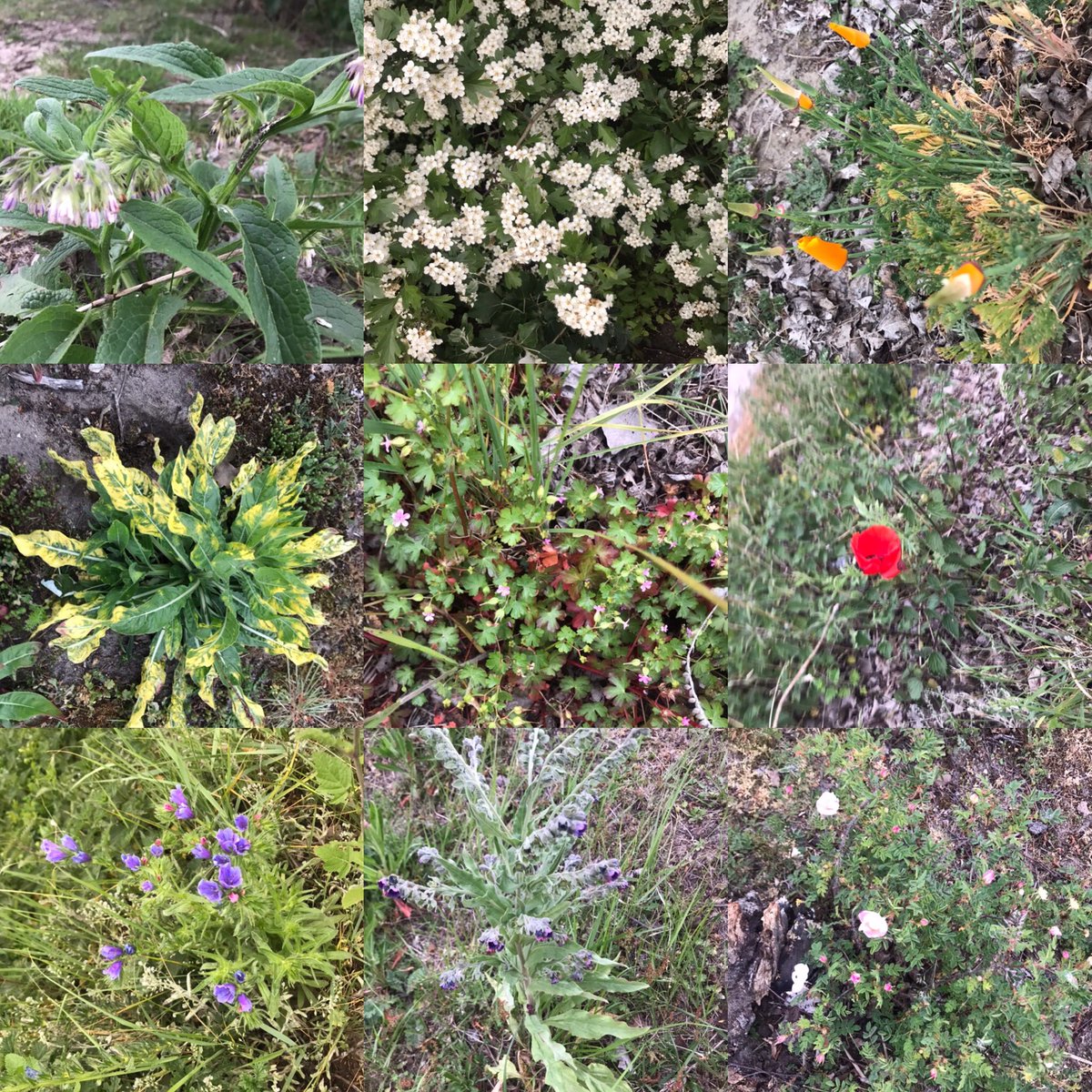 Het gaat goed met ons kruiden en bloemen tuintjes! Aantrekkelijk maken voor bijen #bijvriendelijk #gewildgroei #steenbreek #wildebloemen #duurzaamterreinbeheer #blauwevlag #marinamuiderzand #ijmeer #tophaven
