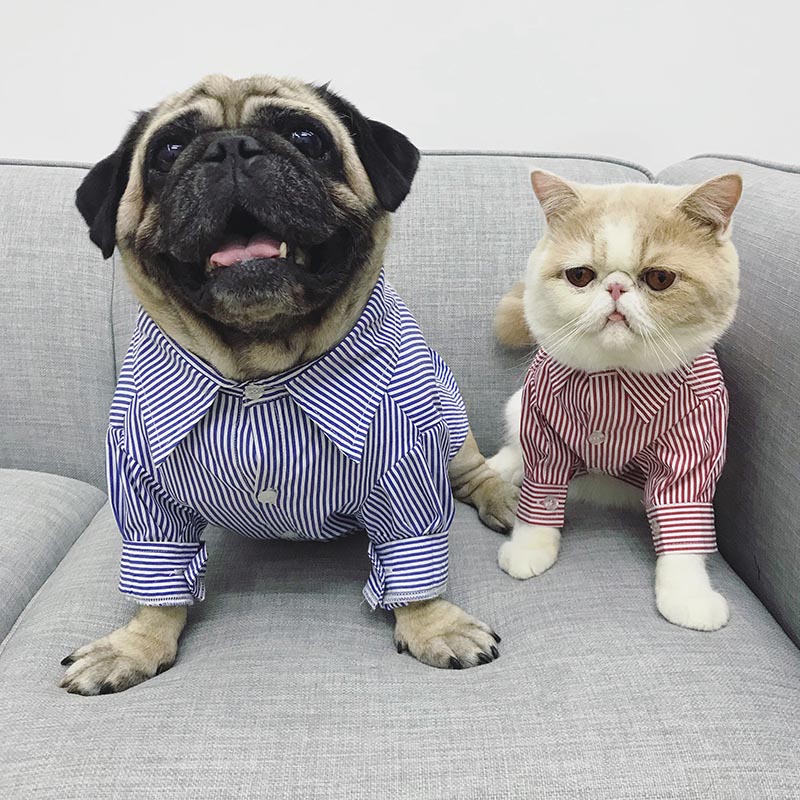 pawcessorize's tweet photo. Don't they look smart? 

#dogaccessoriescheap #dogaccessoriesbrand #dogaccessoriesset #dogaccessoriestshirts #cataccessories #cataccessoriesph #broncoscataccessories #cataccessoriesjogja #cataccessoriesforcats https://t.co/PxHHy5PWCS