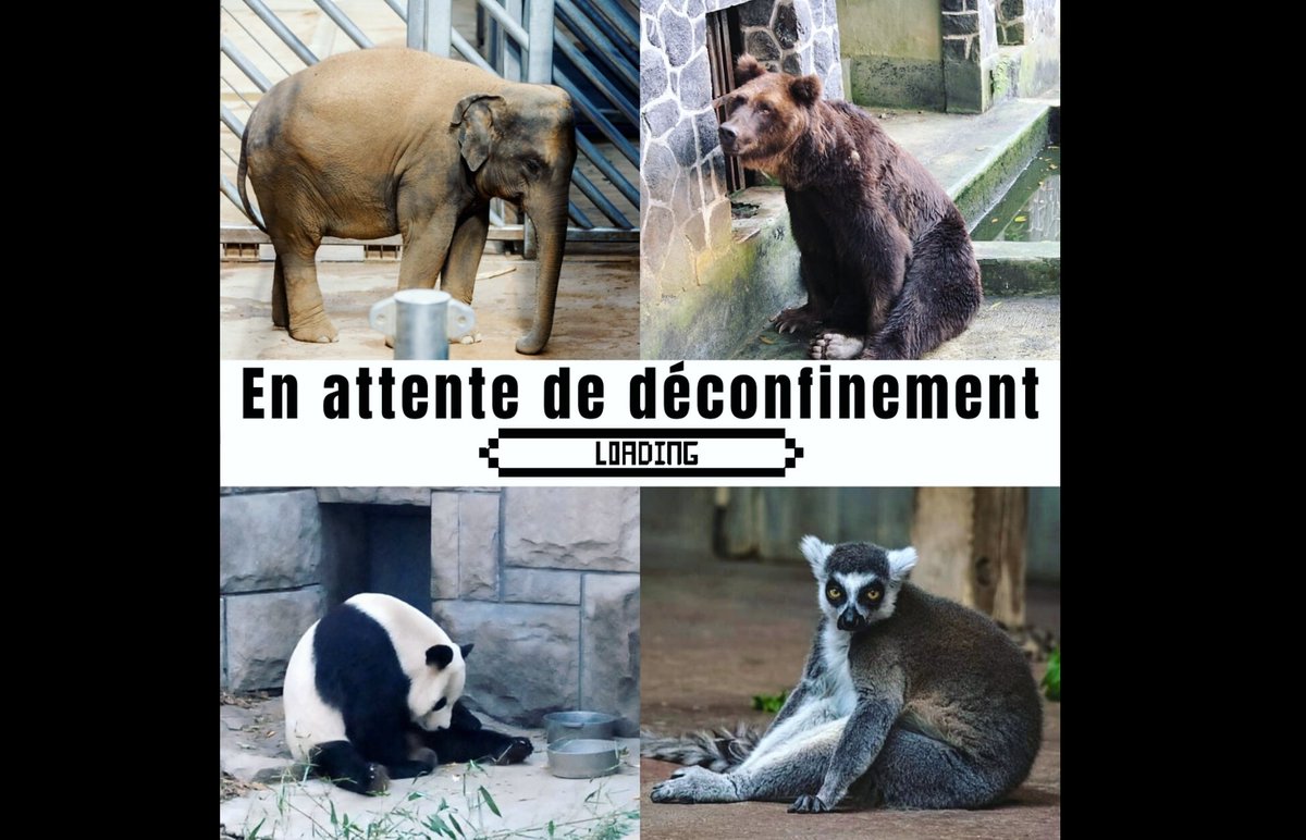 PETA_France's tweet photo. Vous avez hâte de retrouver votre liberté de mouvement ? #deconfinement
Les animaux dans les cirques, les zoos, les delphinariums ou les aquariums aussi voudraient être libres. Ne soutenez pas leur captivité. https://t.co/9STxT7y8c8