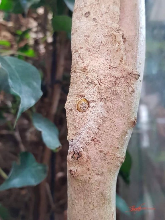 Rainmaker1973's tweet photo. In this video, reptile keeper Dave Bagshaw pans the camera up and down a series of tree branches where his geckos are hiding in their vivariums at his home in Macclesfield, Cheshire, showing their impressive camouflage [video: https://t.co/BvqzGvEASI] https://t.co/LlXU37CkP9