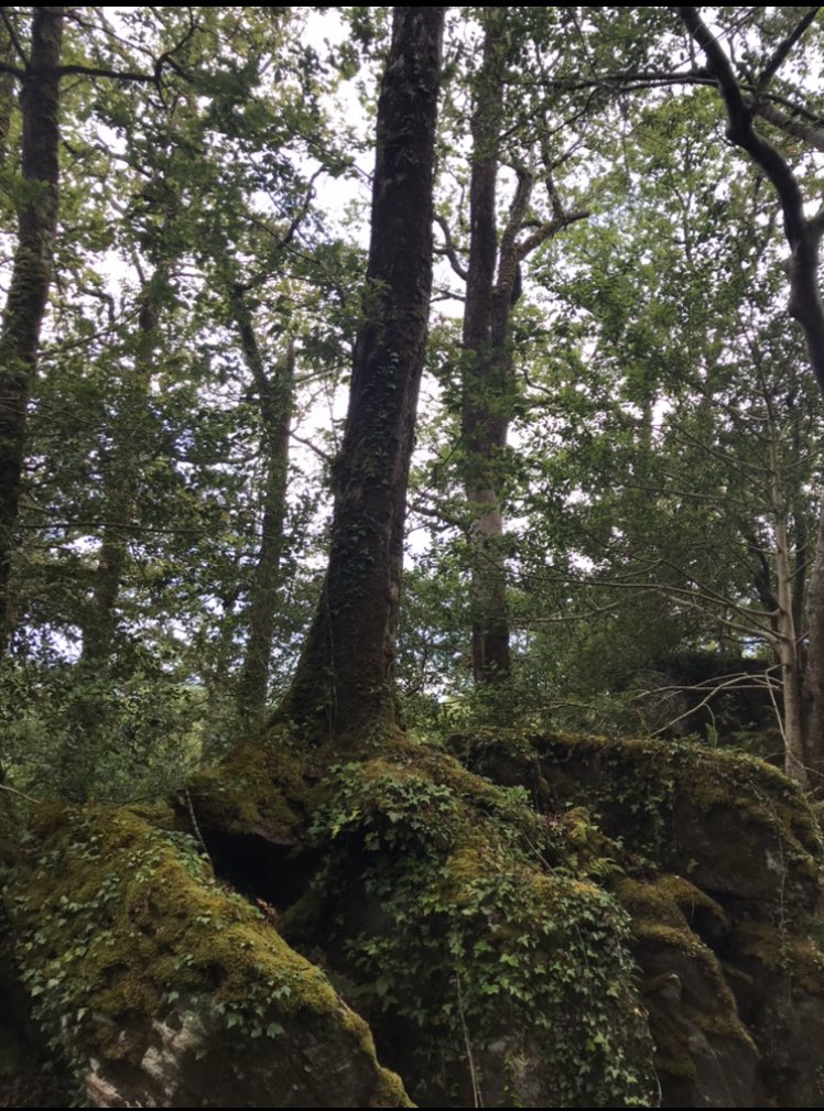 CauveryMadhavan's tweet image. Like @seanehewitt I desperately want to eavesdrop in a wood in Beara. #TonguesOfFire