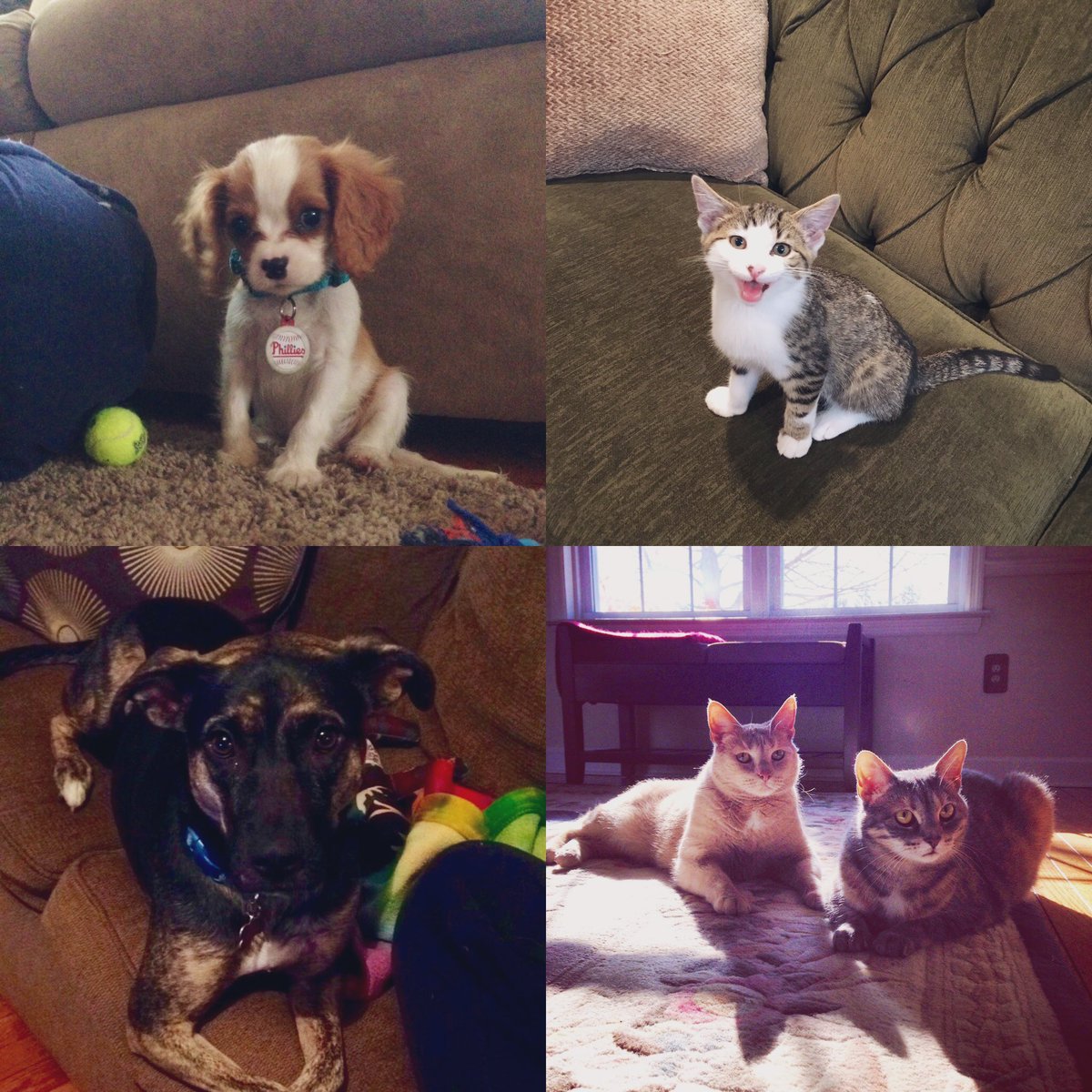 Mrs_Bleakley's tweet photo. Although I’m not a pet owner just yet, I love visiting friends &amp; family whose pets always make me smile &amp; feel calm 😍🐶🐱 Send your pet pics for Day 3 of Stress Less, Laugh More Week to @WilliamsburgCSD #AnimalAppreciation #WMSSLLM https://t.co/l8J7jf3hIW