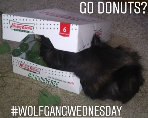 piggieverse's tweet photo. Happy Wolfgang Wednesday! Got Donuts or Donut Lips? Throwback to last May. #WolfgangWednesday #gotdonuts #donutlips #throwbackmay2019 #cutestdonutever #Wโฅ๏ธW #pv #wolfamongus #wolfie #mongus #piggieverse #piggieverseonetsy #krispykreme #guineapigs #cavies #meerschweinchen https://t.co/3qHmJzW63R