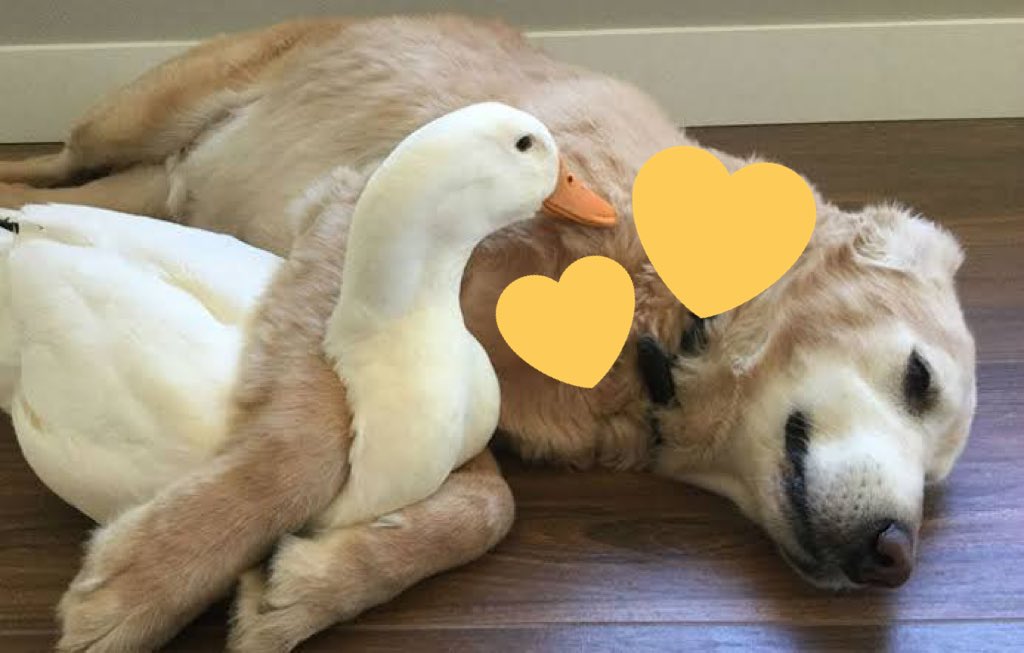 𝐀𝐥𝐩𝐡𝐚 . tweet media