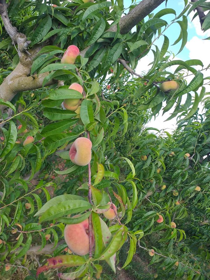 PlaiboFruta's tweet photo. ¡Ya solo faltan unos días!.

Así están los #paraguayos de carne blanca en nuestra finca, con su tamaño casi completo y cogiendo ya color para empezar a degustarlos...
¡¡¡SOBRE EL 1 DE JUNIO!!!
#AgriculturaRegenerativa #ComeFruta #ProductosdeTemporada #SueloSano #ElCampoNoPara https://t.co/X4qBuw717A