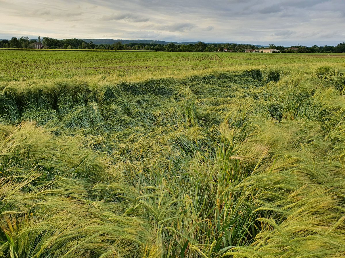PierreA_Marre's tweet photo. Suite aux gros cumuls de pluie de ce wk dans le Tarn , les cereales ont commencé à céder .. Il faut dire que le coup de vent d'ouest n'a fait qu'empirer la situation! Ça s'annonce prometeur tout de même pour cet OH 2R #LGCASTING
@LGSeeds https://t.co/nLmJuRyroq