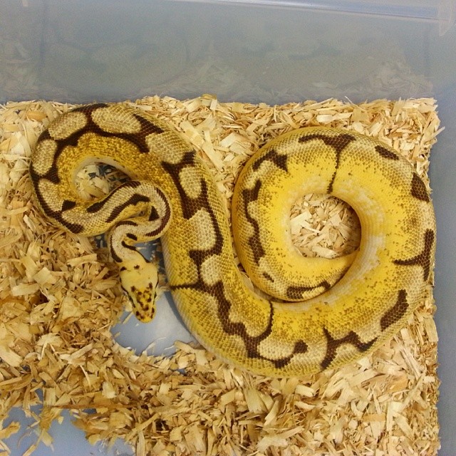 Motion Reptiles tweet media