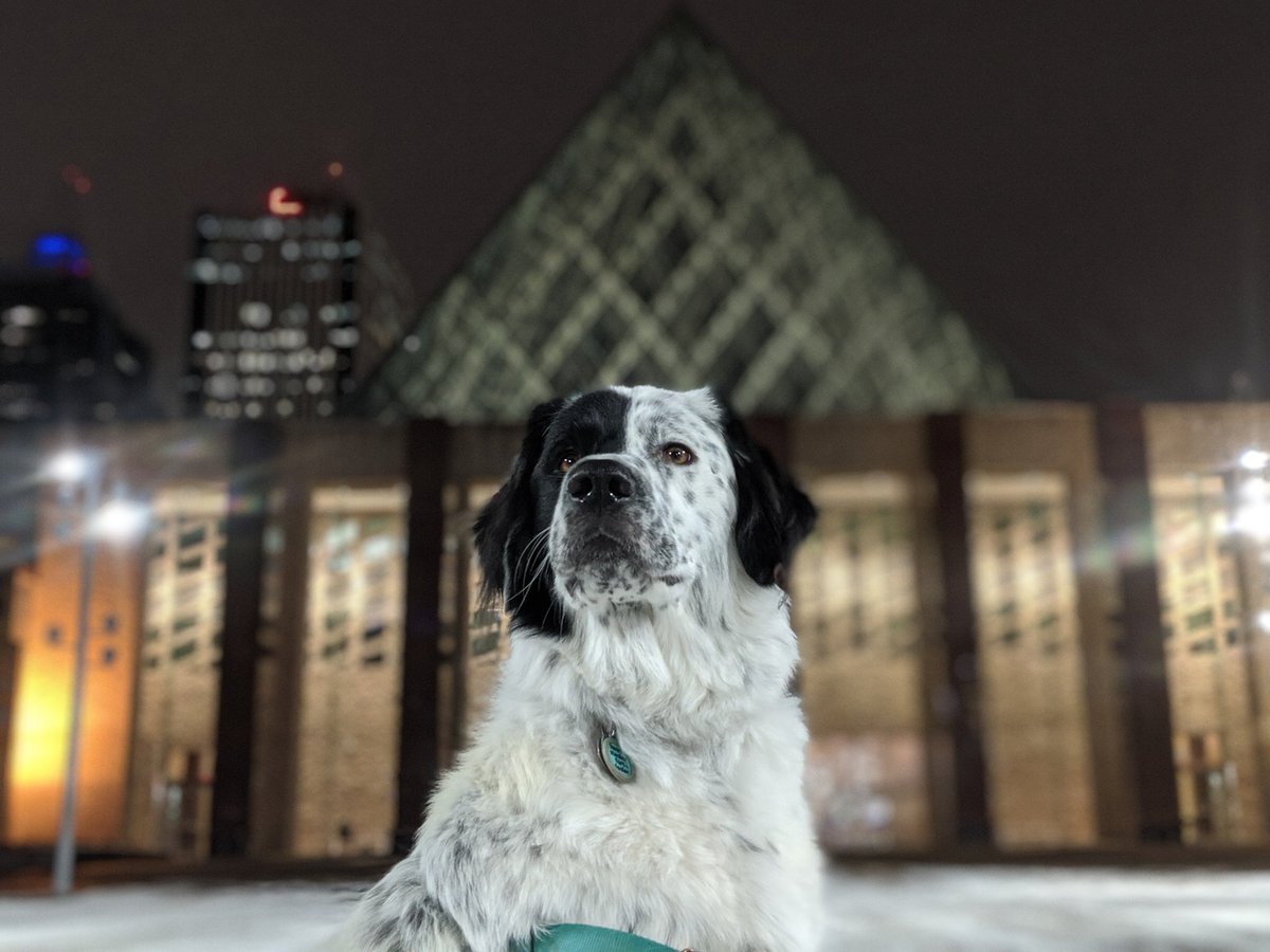 The_Rosbif's tweet photo. @whatcsees @stevekwasny Dot appreciates your support. She is ready to get to work.
#votedot #offleashelxn https://t.co/SDwwS1cRiD