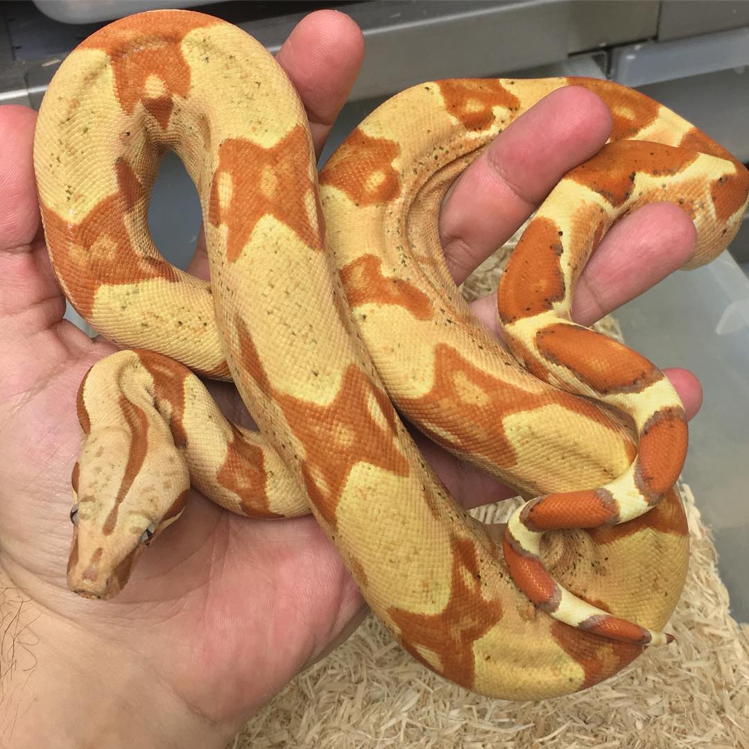 Motion Reptiles tweet media