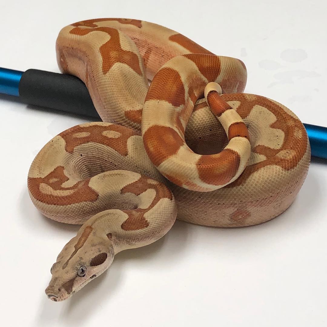Motion Reptiles tweet media