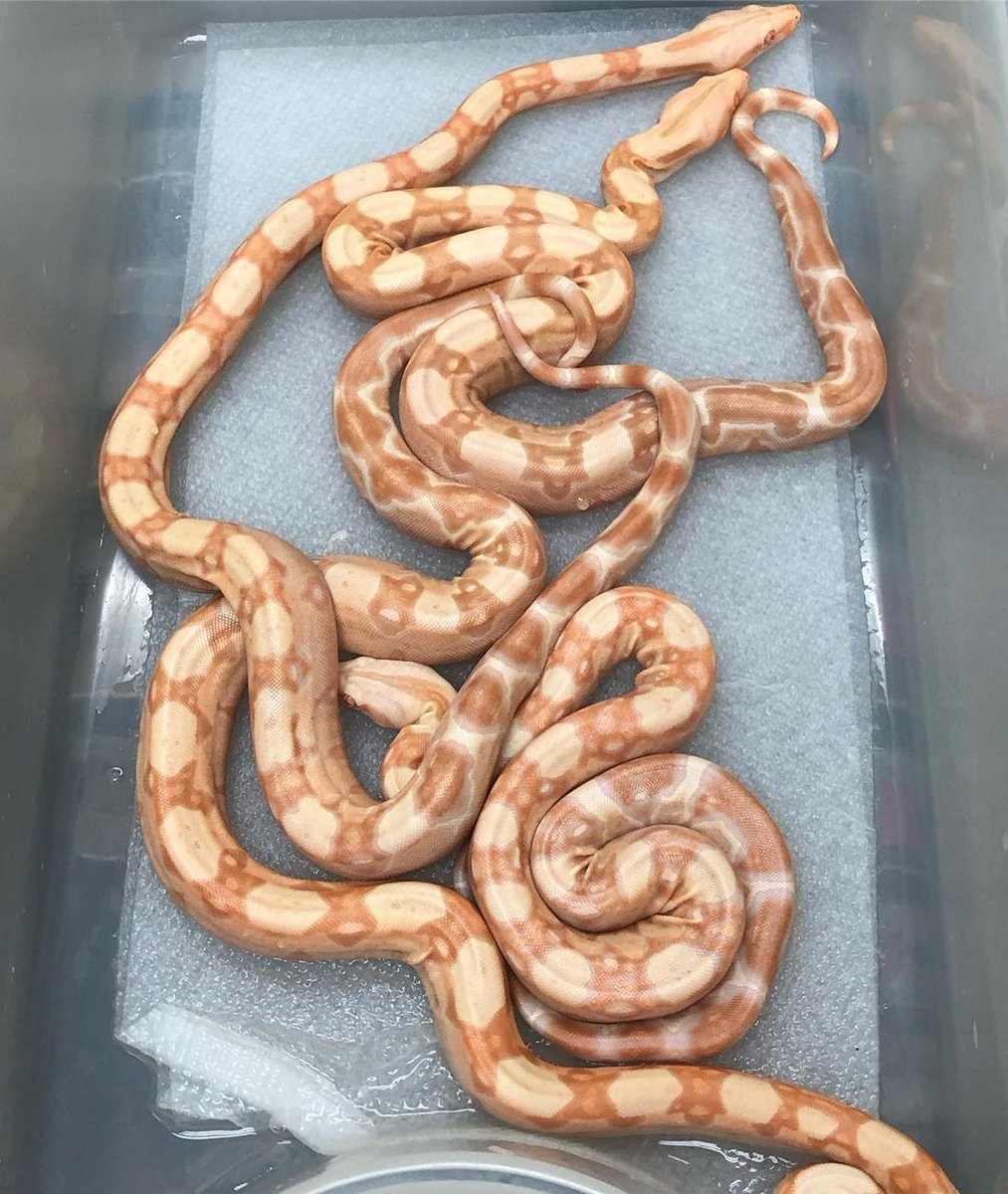 Motion Reptiles tweet media