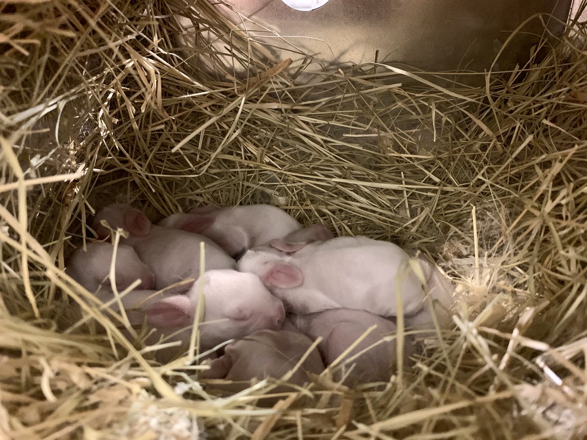 TarletonCOANR's tweet photo. The TSU Rabbitry is a livestock enterprise at the Tarleton Ag Center that houses 80 animals including breeding does, breeding bucks, and kits. The facility was founded by Dr. Brandon Smith &amp; started with multiple breeds, but is now specialized into a Californian breeding colony. https://t.co/hAVtzI3IKm