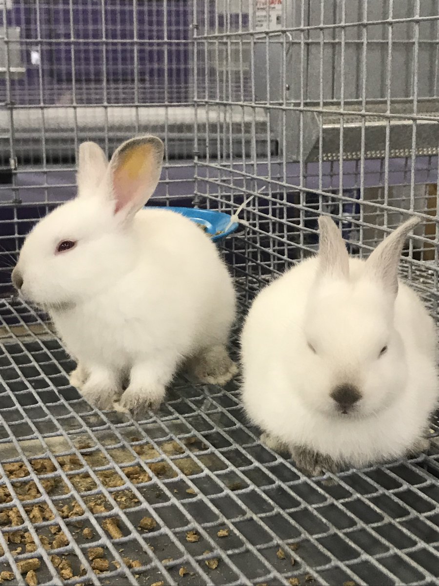 TarletonCOANR's tweet photo. The TSU Rabbitry is a livestock enterprise at the Tarleton Ag Center that houses 80 animals including breeding does, breeding bucks, and kits. The facility was founded by Dr. Brandon Smith &amp; started with multiple breeds, but is now specialized into a Californian breeding colony. https://t.co/hAVtzI3IKm