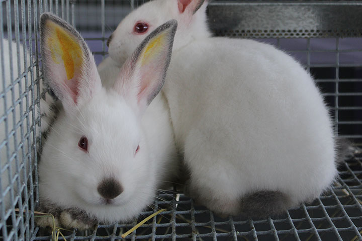 TarletonCOANR's tweet photo. The TSU Rabbitry is a livestock enterprise at the Tarleton Ag Center that houses 80 animals including breeding does, breeding bucks, and kits. The facility was founded by Dr. Brandon Smith &amp; started with multiple breeds, but is now specialized into a Californian breeding colony. https://t.co/hAVtzI3IKm
