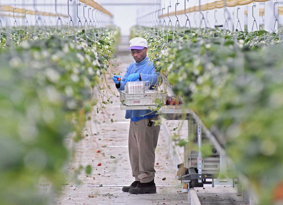 Le super #serre della SunSet nello stato di New York contano ad oggi 168 covid-positivi su 186 addetti, diventando il più grande cluster di #COVID19 dell’Upstate New York. Sono perlopiù #stagionali agricoli stranieri che raggiungono gli USA per lavorare fruitbookmagazine.it/covid-19-focol…