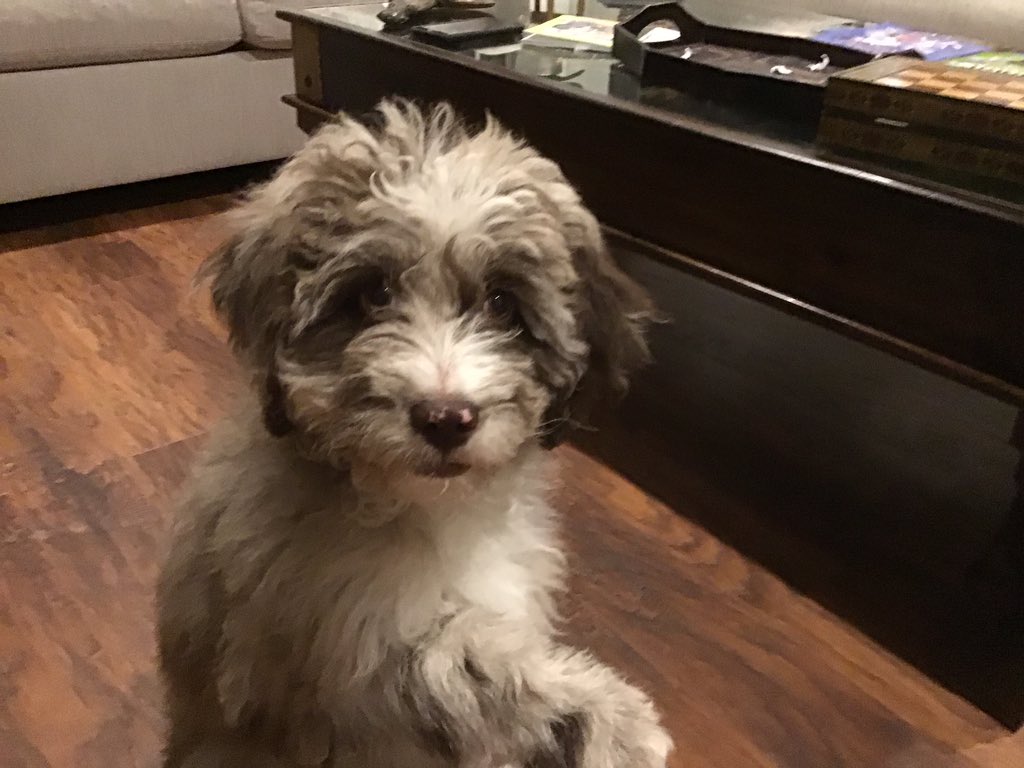 WilliamsburgCSD's tweet photo. Day 3 of our Stress Less, Laugh More #WMSSLLM week is all about Animal Appreciation! 🐶🐱🐰🐭🐢🦎🐠 Mikayla M. shows what a cutie her Ausiedoodle, Snicker, is! 😍 @WMS_WolfPack @BoykinBryan @wmspta2019 @WMS_Wolf_DOC https://t.co/TlDuS3CsNU