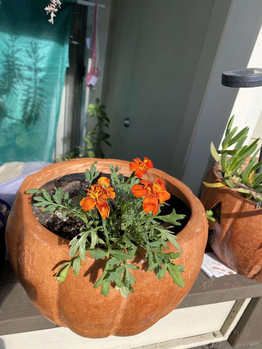 PlantMafia's tweet photo. Some of our #petPlants are changing with the changing of the seasons! #Echeveria getting ‘summer bod’ ready; #silverSquill looking sad; marigolds &amp; pansies blooming away! #springtime #flowers #botany #plants https://t.co/G4RLfWRgNf