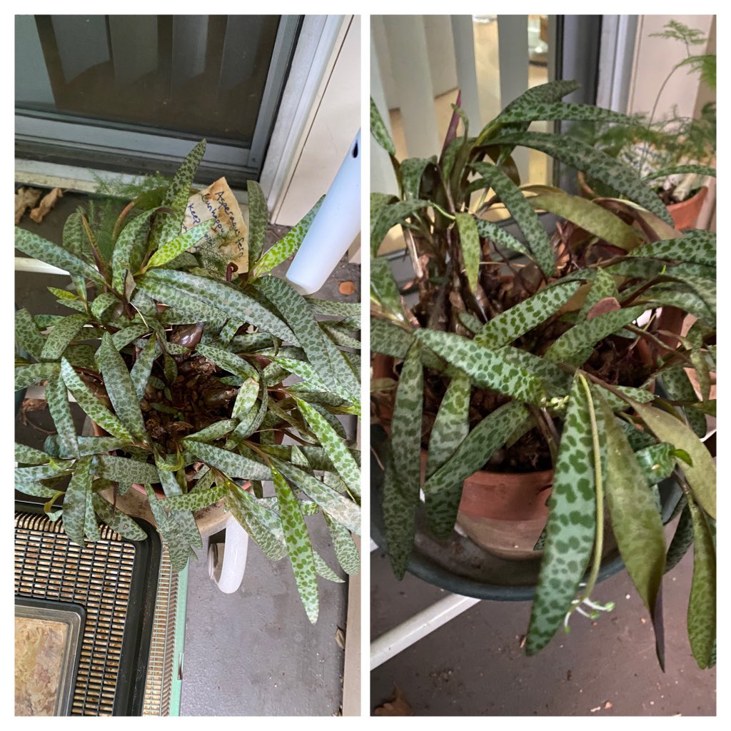 PlantMafia's tweet photo. Some of our #petPlants are changing with the changing of the seasons! #Echeveria getting ‘summer bod’ ready; #silverSquill looking sad; marigolds &amp; pansies blooming away! #springtime #flowers #botany #plants https://t.co/G4RLfWRgNf
