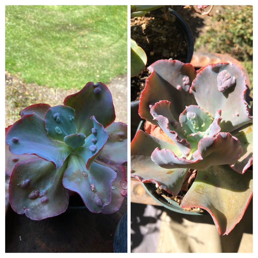 PlantMafia's tweet photo. Some of our #petPlants are changing with the changing of the seasons! #Echeveria getting ‘summer bod’ ready; #silverSquill looking sad; marigolds &amp; pansies blooming away! #springtime #flowers #botany #plants https://t.co/G4RLfWRgNf