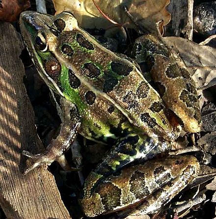 SaPeCs1's tweet photo. Rã de leopardo - Leopard frog //📒Créditos: https://t.co/wFZq6kFIpr https://t.co/pgy2SiRFIo
