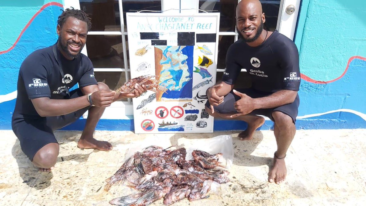 SCUBASTLUCIA's tweet photo. Lionfish aren’t stopping and neither are we! Two of our instructors went out on our shore dive to ensure the lionfish population stay low. They also taste amazing, grilled lionfish anyone?
@ANSECHASTANET
@JADEMOUNTAIN
#lionfish #scuba #stlucia #virtualdiver #staysafe https://t.co/TbwicK5eLw