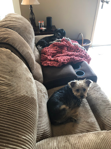 EPiQ Animal Health tweet media