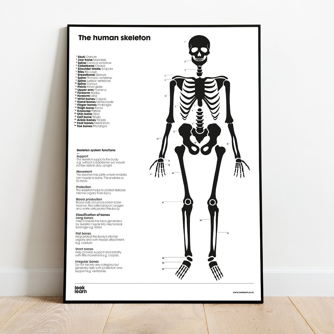 LookLearn's tweet image. Learnt in one of the many Zoom quizzes we have been part of in the last few weeks; the human body has 24 ribs! 

#looklearn #primaryschool #earlylearning #earlyyearseducation #playingislearning #preschoolisfun