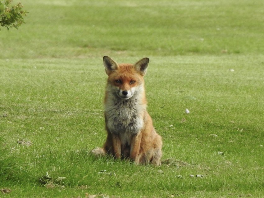Stevewal63's tweet photo. What a beautiful creature.... #Fox https://t.co/n8HLeV3wcj