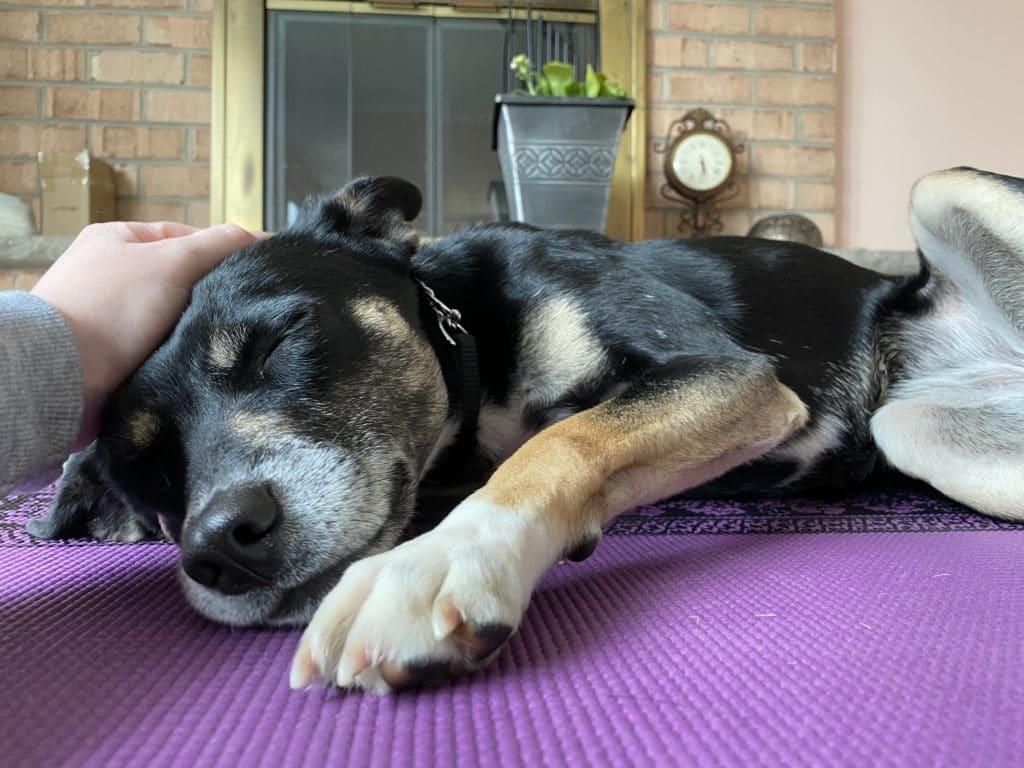 Dog Story tweet media