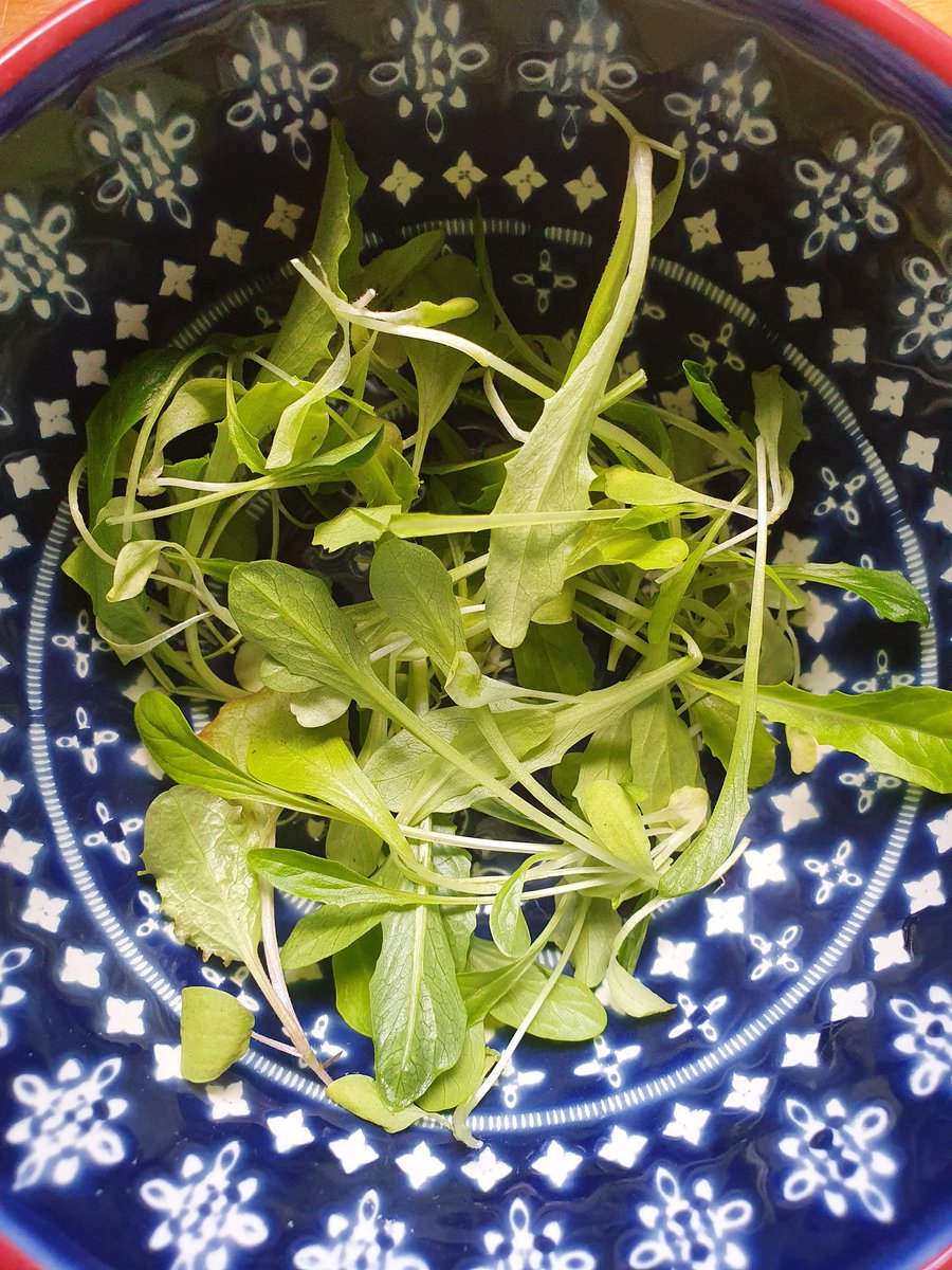 AJ_Pilkington's tweet photo. It's not a lot, but picked the first of our salad to go with some of the shop bought stuff for with tea tonight. Starting to get excited about eating some more of our homegrown bits #microsalad #allotment #growyourown https://t.co/zzAzHIu91g