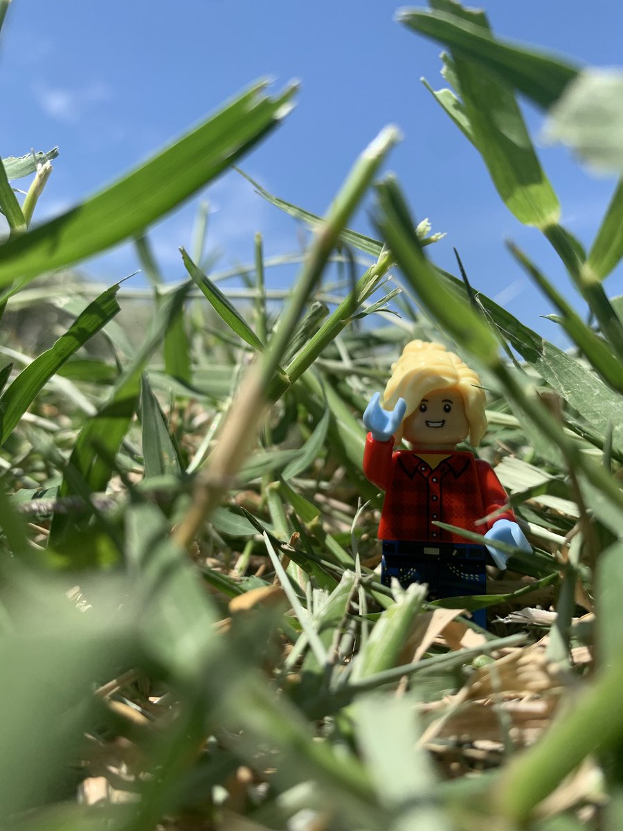 LegoForages's tweet photo. #ExpertAdvice: leave at least two #LegoForageSpecialists worth of residual #forage when you #graze or #harvest to help with regrowth and prevent invasion of unwanted weeds.
#TrustMeImAnExpert #HelloFromTheHayfield https://t.co/bTAUAospCI