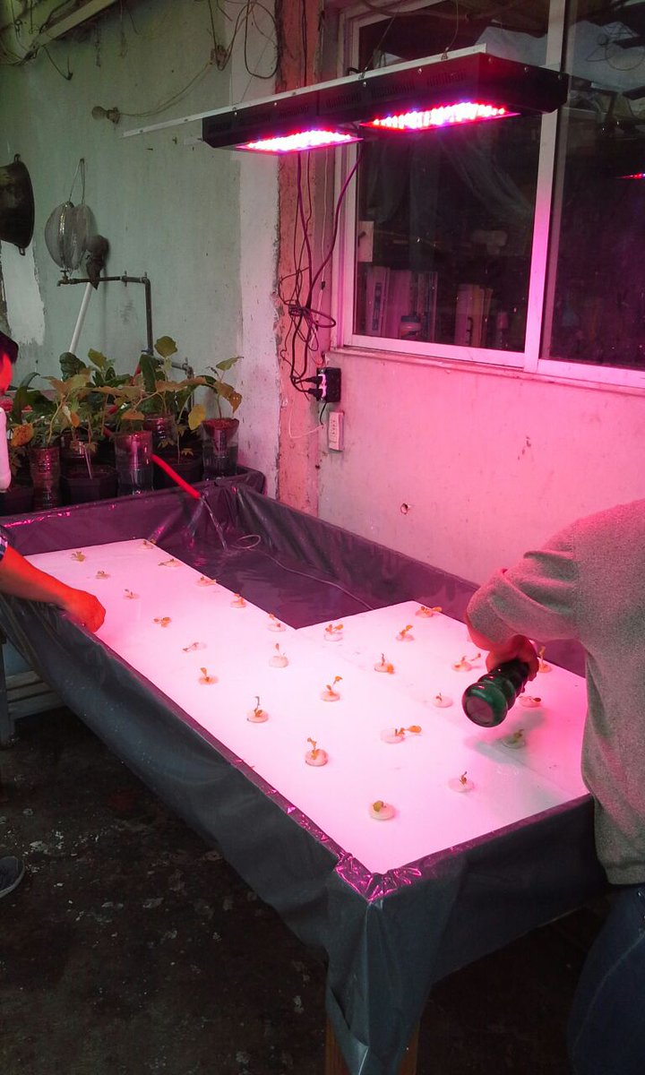 pepe kim tweet media