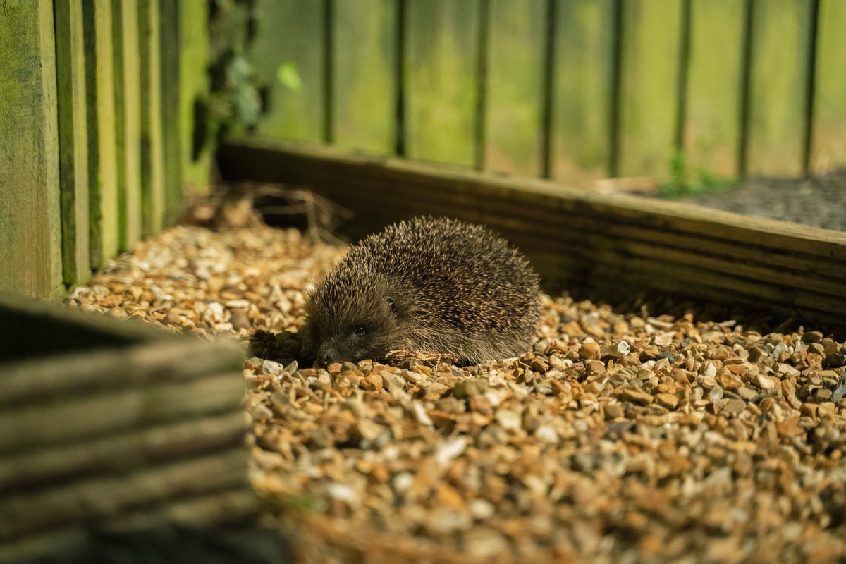 240FilmsYT's tweet photo. @OwainWynEvans Found this little hedgie in my garden the other night! Thought it would be perfect for your weather show :D https://t.co/7tHmMh1O10