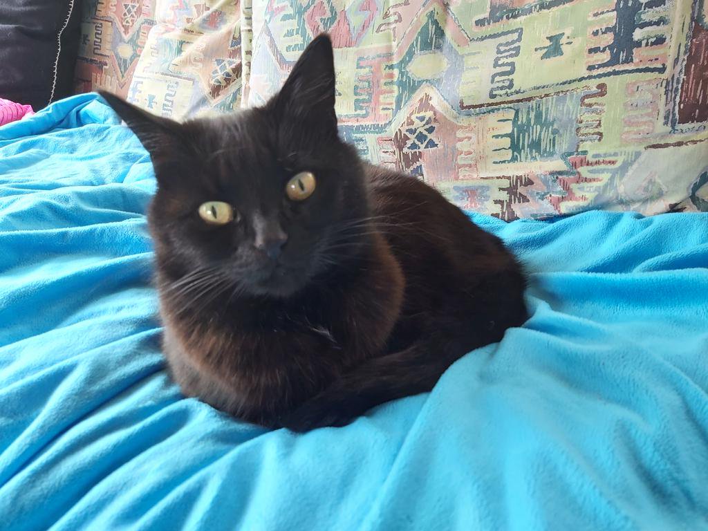 SerenCat's tweet photo. No. It's too cold outside today. I'm staying here. https://t.co/ROmC1duT0s