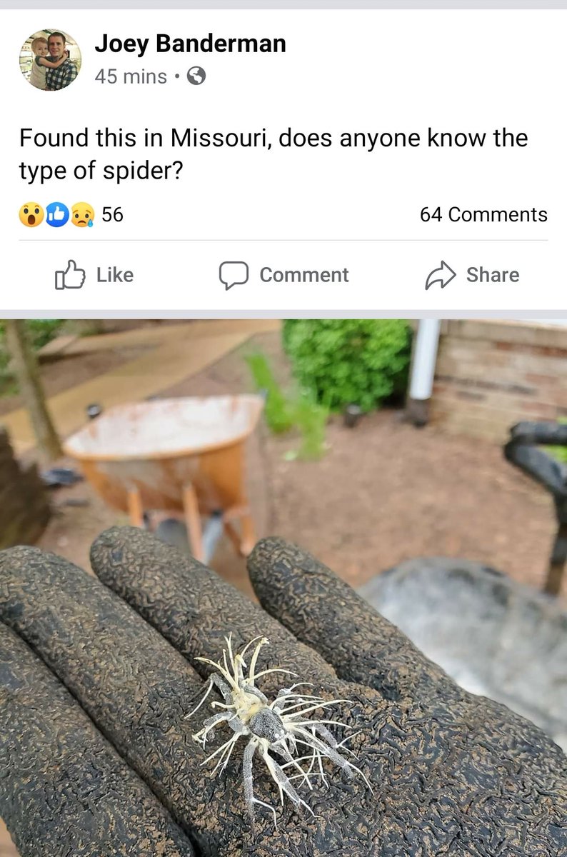 missyprim1's tweet image. @Mygal_Lady @gotlegsmacro 
Do any Australian spiders ever get #cordycep infections?