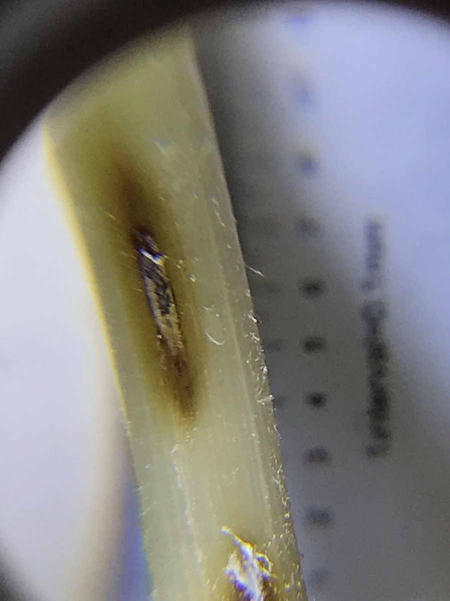 PNWcoug's tweet photo. Found some pretty clear symptomology in Magic (variety) winter wheat yesterday...probably accentuated by frost (additional stressor).  What do you think @WSUWheatDoc ? https://t.co/Xq8FOeXFvg