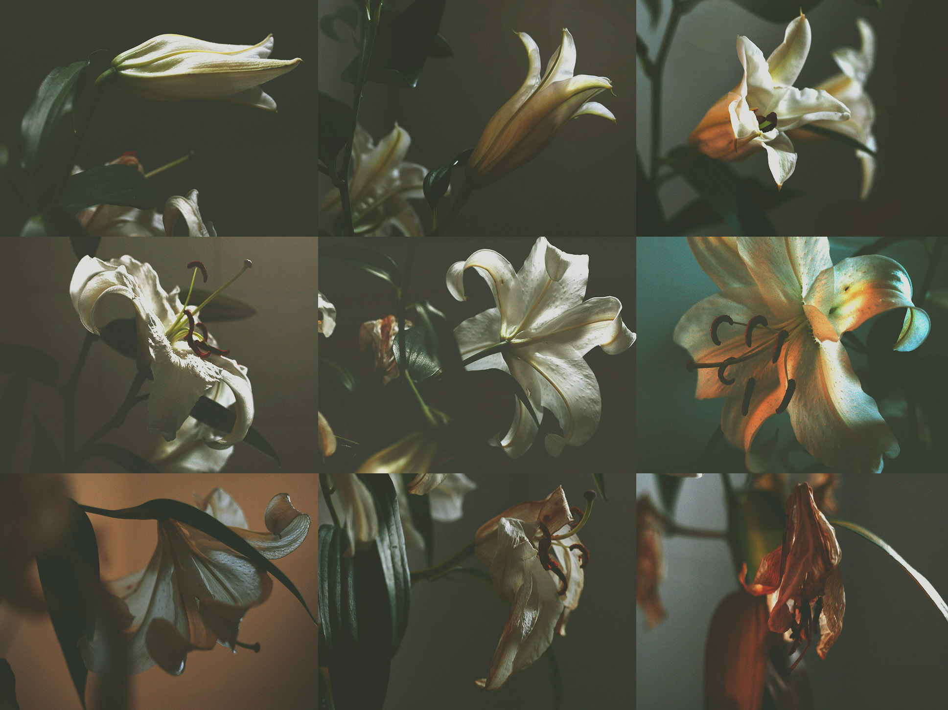 Zohre Miha Casablanca Flower Photo Lily 花が枯れるまで T Co Tu2oullyrw Twitter