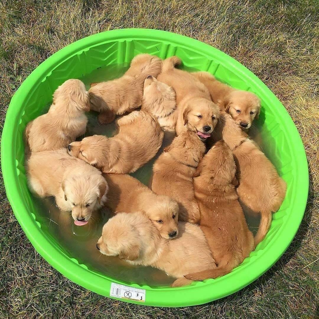 emrebune's tweet photo. Golden nuggets 🥰 https://t.co/ArtQxd94oX