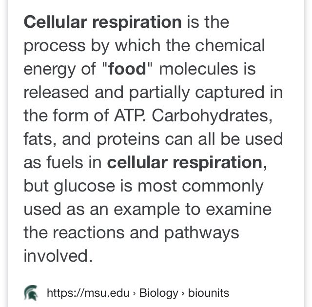 How Melanin relates to Digestion, Cellular Respiration & MetabolismOfc we eat & digest to nourish our bodies & provide energy to cells through process of cellular respiration Melanin simply = higher metabolic rate at the cellular level because process is made more *efficient