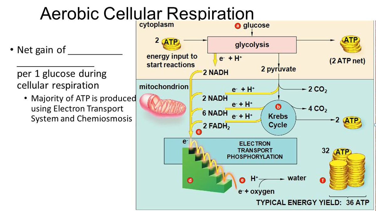 How Melanin relates to Digestion, Cellular Respiration & MetabolismOfc we eat & digest to nourish our bodies & provide energy to cells through process of cellular respiration Melanin simply = higher metabolic rate at the cellular level because process is made more *efficient