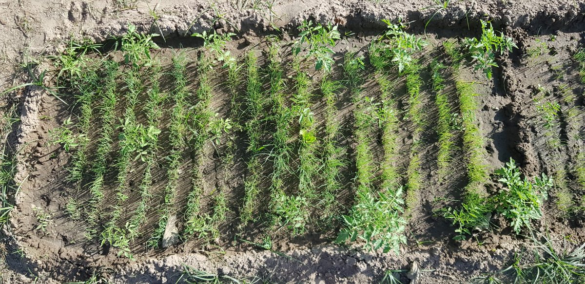 MegaMeterRun's tweet image. BIG THANKS RUNNERS 😍
.
Supporting Somita Women's Cooperative (The Gambia) through COVID19 - Have a quick read of our latest blog... 🙌🔥🔥
megameterrun.com/supporting-sum… 👈👈🏃‍♀️🏃‍♂️
.
#ukrunchat #MMRun #Running #COVID #sdgs #bekind #purpose