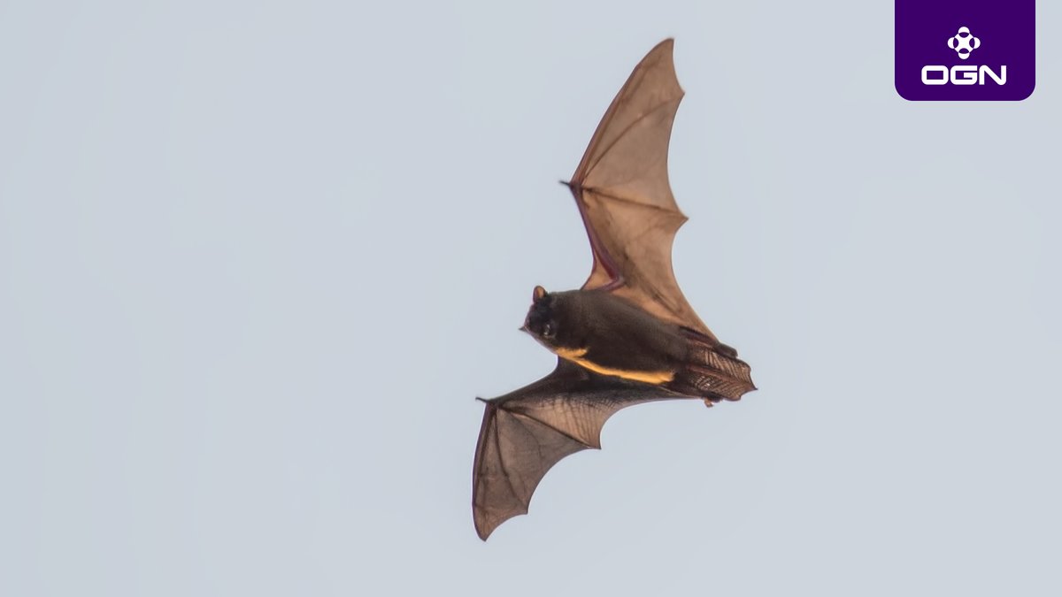 OnionGamers's tweet photo. Disgusting Bigotry: The Media Is Only Blaming This Bat For Coronavirus Because He’s A Gamer https://t.co/l0sCOhPrVH https://t.co/JzZenpXb3C