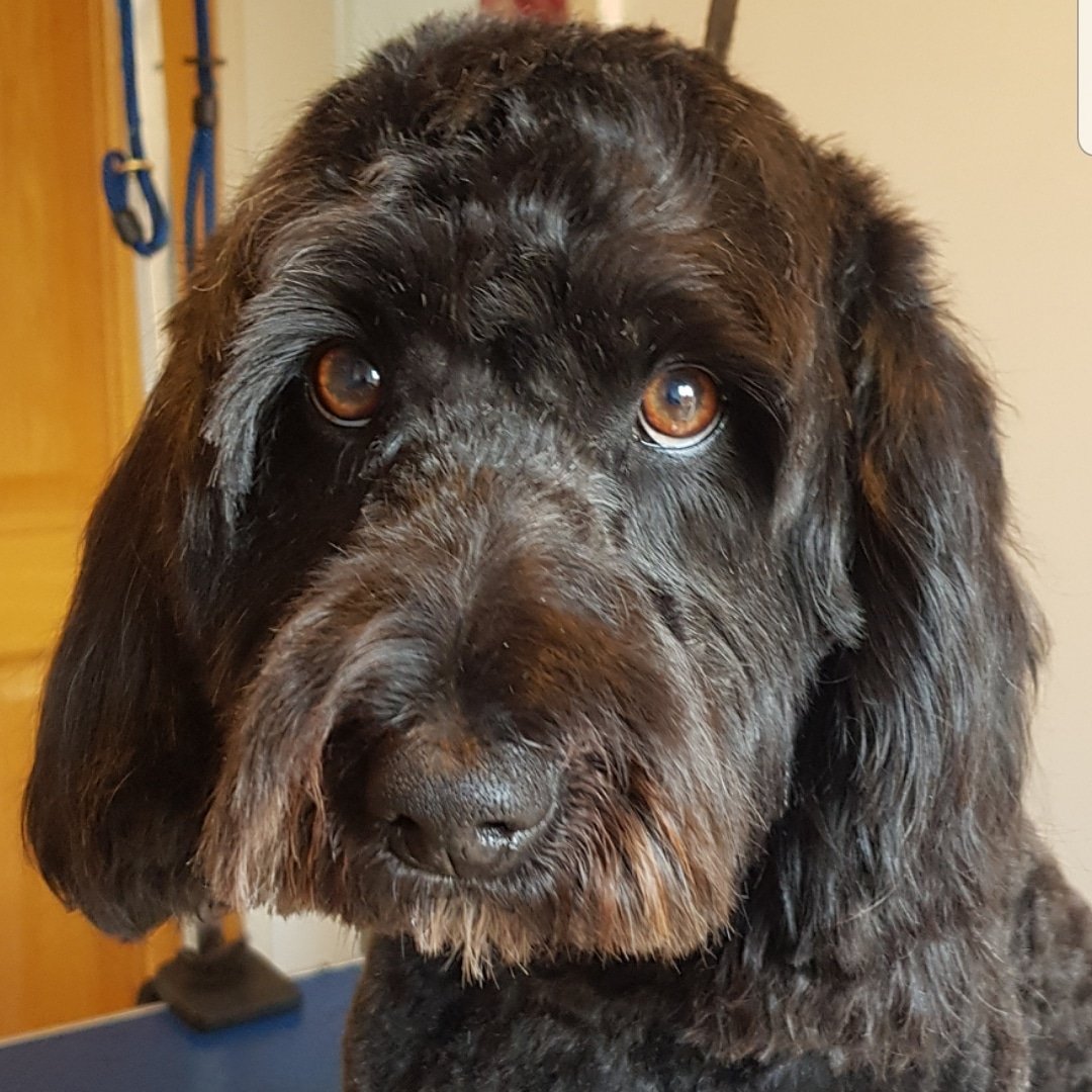 DesalisAt's tweet image. Labradoodle love ❤ #bathed&amp;amp;beautiful #clipped&amp;amp;trimmed