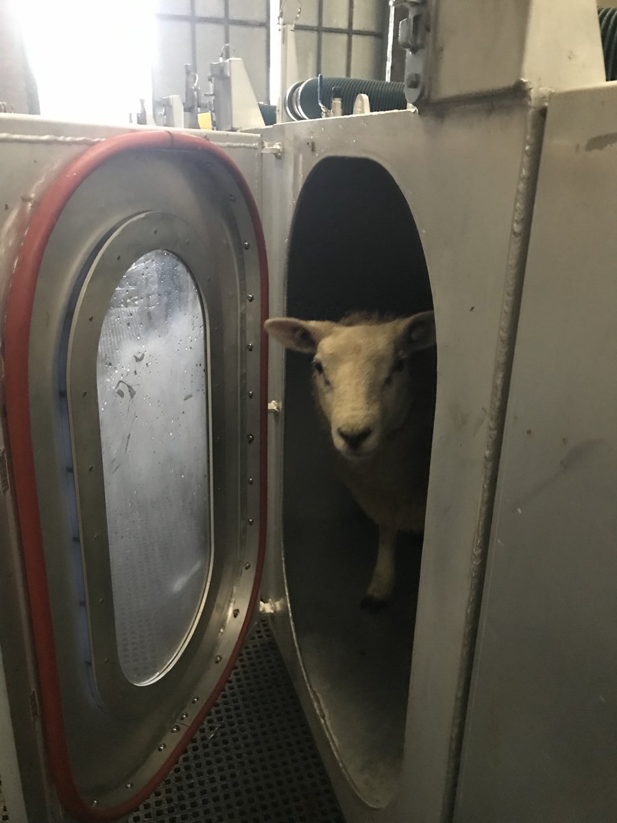 @GrassToGas (@grasstogas) on Twitter photo Portable Accumulation Chambers (PAC) from <a href="/AgResearchNEWS/">AgResearch</a> are being used to measure #methane from grass based sheep systems for <a href="/GreenBreedDAFM/">GreenBreed</a> & <a href="/grasstogas/">@GrassToGas</a> in <a href="/teagasc/">Teagasc</a>. <a href="/TeagascSheep/">TeagascSheep</a> <a href="/SheepIreland/">Sheep Ireland 🌟🌟🌟🌟🌟</a> Portable Accumulation Chambers (PAC) from <a href="/AgResearchNEWS/">AgResearch</a> are being used to measure #methane from grass based sheep systems for <a href="/GreenBreedDAFM/">GreenBreed</a> & <a href="/grasstogas/">@GrassToGas</a> in <a href="/teagasc/">Teagasc</a>. <a href="/TeagascSheep/">TeagascSheep</a> <a href="/SheepIreland/">Sheep Ireland 🌟🌟🌟🌟🌟</a>