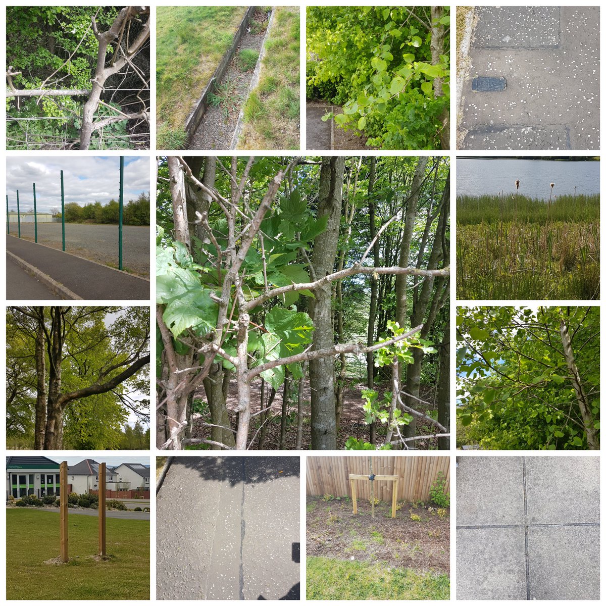 KPISWW's tweet image. Aaron looked for perpendicular and parallel lines on our nature walk after a day of home learning. Some great finds! @GartcoshPS

#geometryinnature #mathsinaction