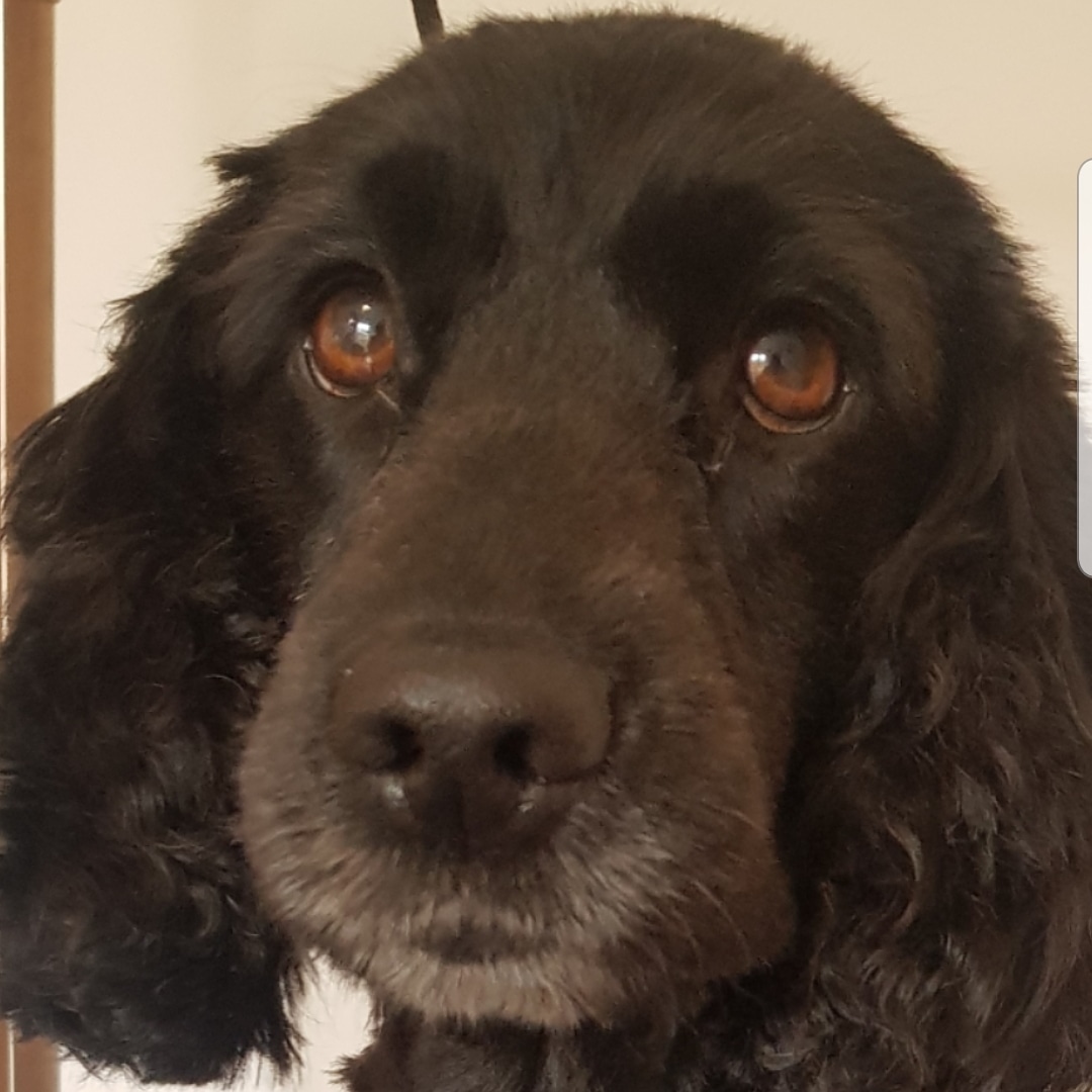 DesalisAt's tweet image. Cocker spaniel cuteness ❤ those eyes 👀😍
